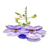 Enredadera Thunbergia Grandiflora Bignonia Azul