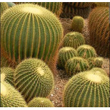 Echinocactus Grusonii, Biznaga  Barril De Oro,  Mp