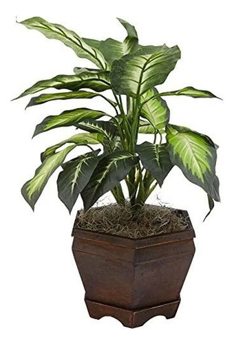 6592 05 Dieffenbachia Dorada Jarrón De Madera Planta D...