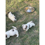 Cachorra Jack Russell Terrier