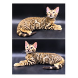 (782) Filhote De Bengal - Macho Brown Rosetted Tabby