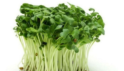 10 Sobres De Hortalizas Cultivo Microgreens Bella Huerta.