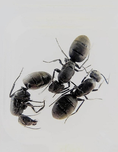 Hormigas / Reinas / Camponotus Distinguendus (gigante) 