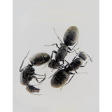Hormigas / Reinas / Camponotus Distinguendus (gigante) 