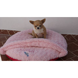 Cama Para Perros  Chihuahua Razas Pequeñas Envío Gratis