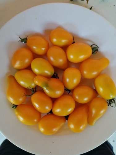 Semillas Mix Variedades Tomate Cherry Amarillo 