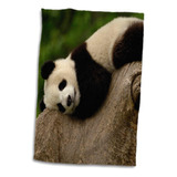 Oso Panda Gigante Rosa En 3d, Wolong, China Conservation, Ch