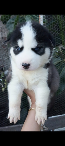 Filhote De Husky Siberiano Macho 