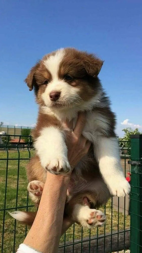 Bonitos Cachorros Border Collie