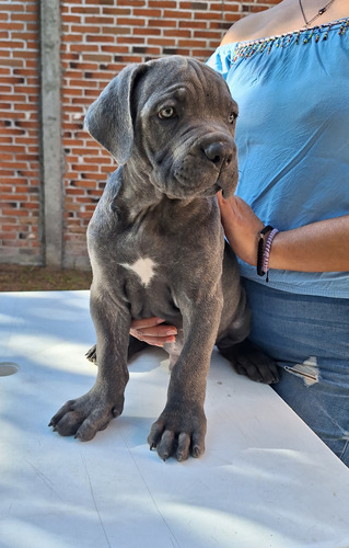 Cachorros Cane Corso Rj.hammer