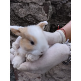 Holland Lop Bebés 