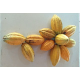 Mazorcas De Cacao Naturales Listas Para Germinar O Alimentos