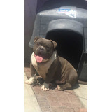 American Bully Pocket