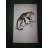 Monos Cebus Monachus Grabado Coloreado De 1833