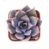 Echeveria Mensa Suculenta Colección N°12