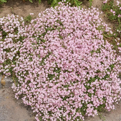 10 Gr Semillas De Flor Nube Rosa O Blanca - Gypsophila P. | MercadoLibre