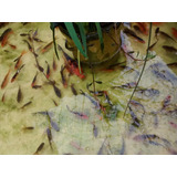 Peces Carpas Koi De Estanque 7 Cm