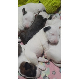 Cachorros Bullterrier Con Fca