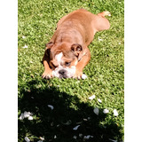 Bulldog Ingles Macho 4 Años  En Adopcion. Leer Descripcion