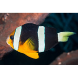 Pez Marino - Pez Payaso Amphiprion Clarkii