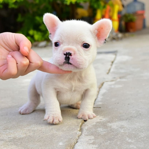 Bulldog Francés Cachorro 