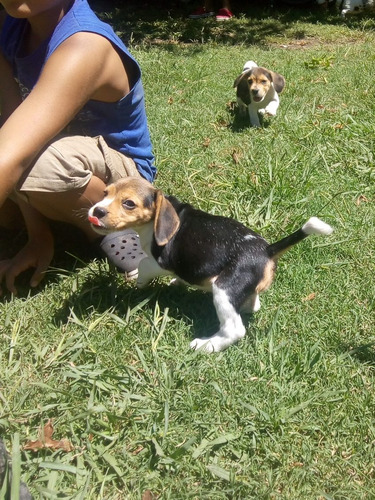 Cachorros Beagle Tricolor