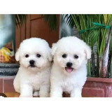 Cachorros French Poodle Minis 