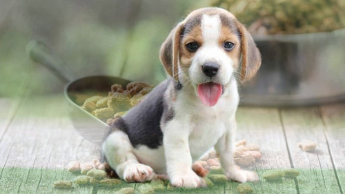 Cachorro Beagle Tricolor 004
