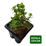 Rotala Ceylon Linda Planta Natural Aquario Plantado