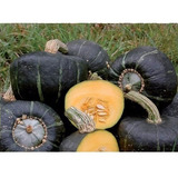 Semillas De Calabaza Zapallo Negro Alta Germinación