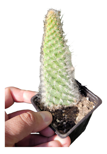 Cactus Oveja. Opuntia Orbiculata. Mac 9. Fácil Cultivo