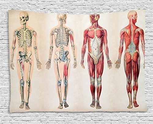 Anatomia Humana Tapiz De Ambesonne Clasico Grafico De La Par
