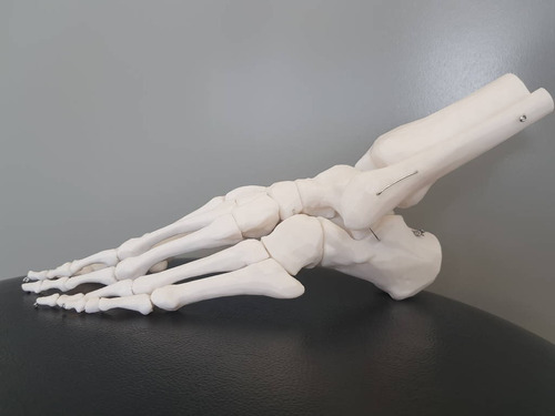Esqueleto Pie Huesos Articulado Desarmable Anatomia Medicina