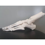 Esqueleto Pie Huesos Articulado Desarmable Anatomia Medicina
