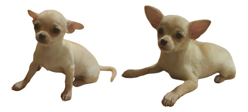 Cachorra Chihuahua Preciosa Y Pequeña Muy Amorosa