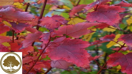 Maple Rojo Canadiense ( Planta ) Acer Rubrum  1.40m Arce 
