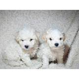 Cachorros French Poodle 