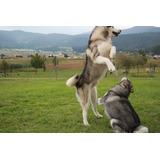 Malamute De Alaska. Semental