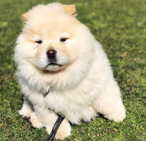 Cachorros Chow Chow Premiun    164