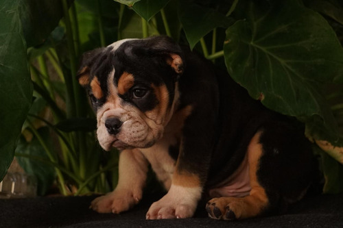 Cachorro Bulldog Ingles Exotico Black Tri