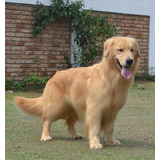 Filhotes De Golden Retriever Com Garantia E Procedência Top