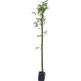 Planta Bambú 1 Caña