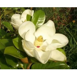 Magnolia Blanca ( Arbol ) Magnolia Grandiflora Exotica 