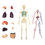 Modelo De Órganos Del Cuerpo Humano Para Estudio Médico De A