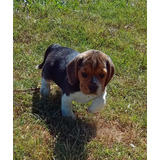 Cachorros Beagle. Criadero Martu Puppys.