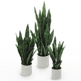 Juego De 3 Macetas De Sansevieria Negra Con Bases.