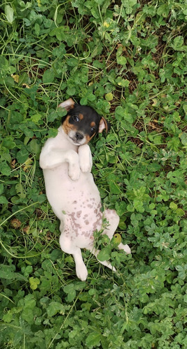 Fox Terrier Chileno Cachorro 