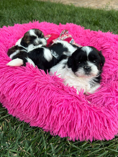 Hermosos Cachorros Shih Tzu