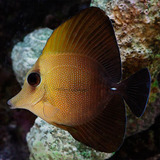 Scopas Tang - Zebrasoma Scopas - Para Aquário Marinho