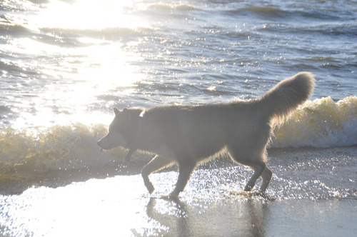 Asombroso Husky Importados Pedigri Chip Garantía 18